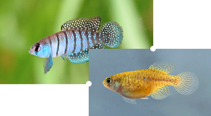 banner-peces