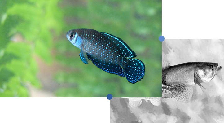 banner-peces